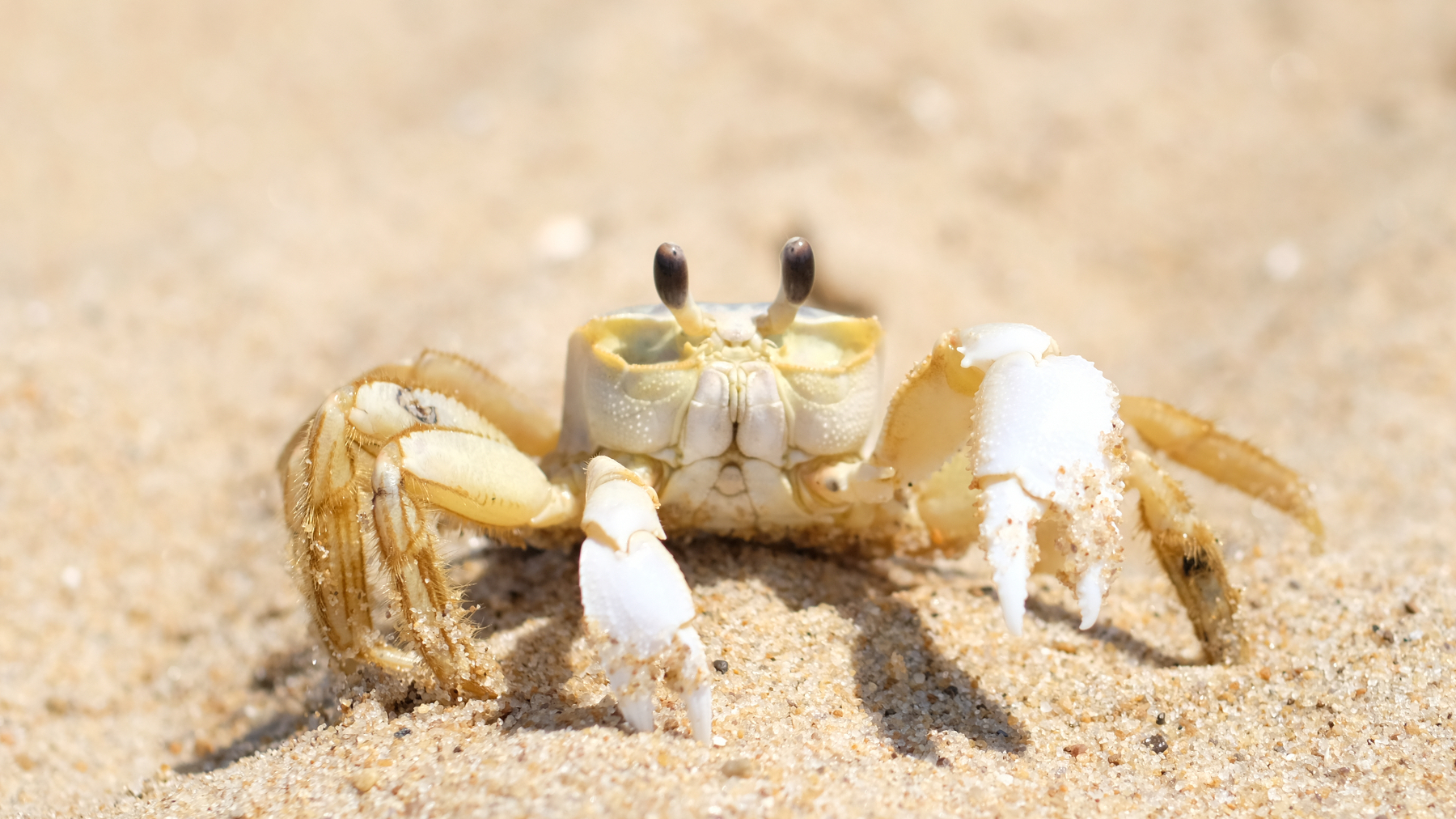 A sandy yellow crab with dark brown eyes on little stalks above its shell. We’re on a fine sand beach on a bright sunny day. Crab has its one larger claw extended above the ground somewhat