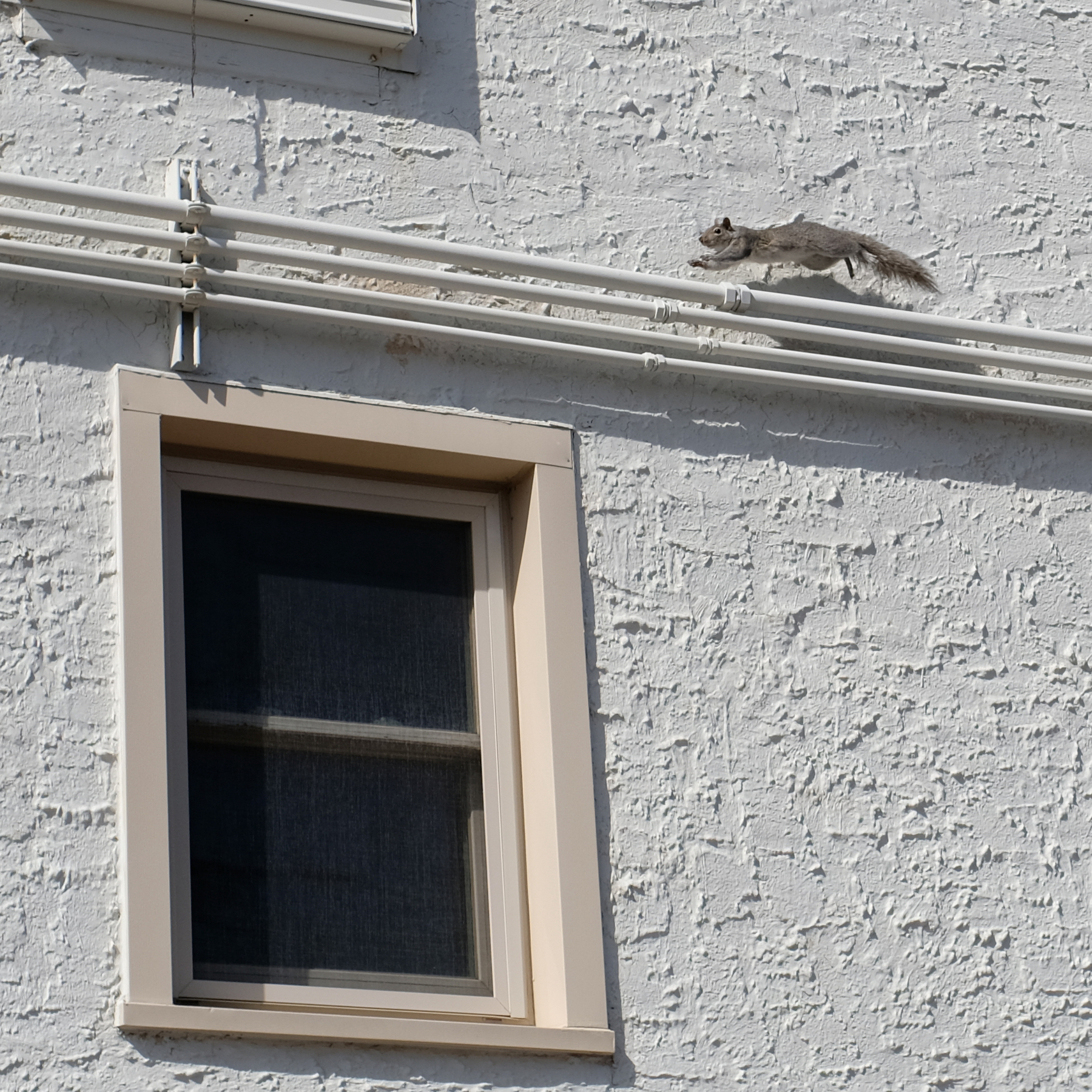 A gray squirrel runs along conduit attached to the exterior of a white stucco building. The squirrel is captured mid-leap with all four limbs extended. 
